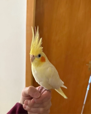 nymphensittich handzahm