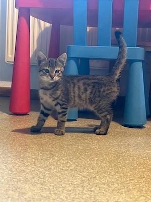      Kleine Katzenbabys