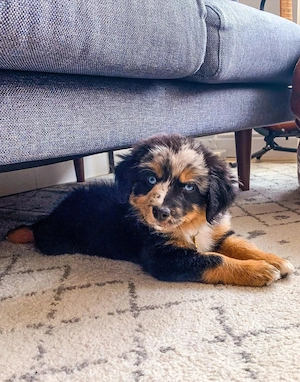 Australian shepherd 