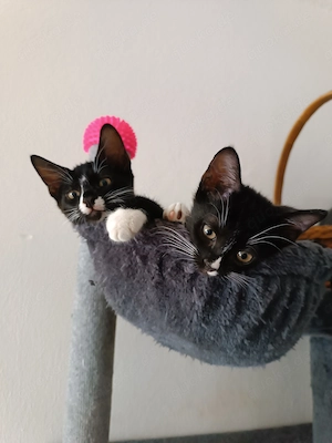 Kanadische Sphynx-Kätzchen.