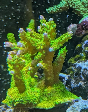 Mango Garden SPS Acropora Korallen