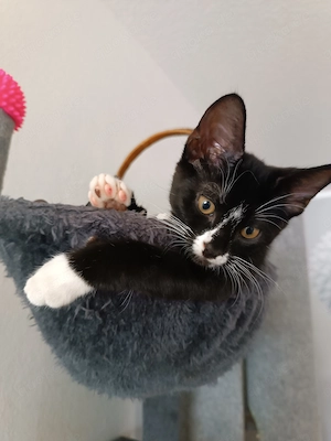 Kanadische Sphynx- Kätzhen