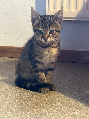      Kleine Katzenbabys