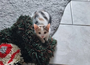 12 Wochen alte EHK Kitten 