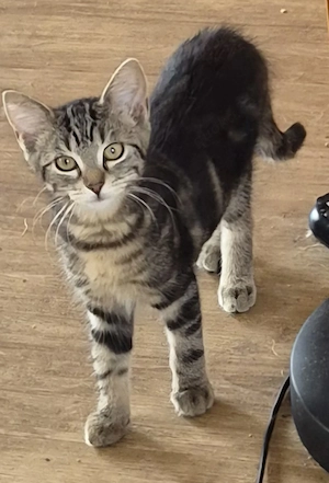 Bezauberndes Main Coon Mix Mädel 