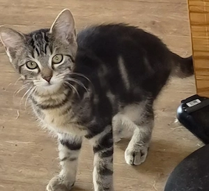 Bezauberndes Main Coon Mix Mädel 