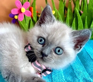 Süsse BKH Kitten Blue Point