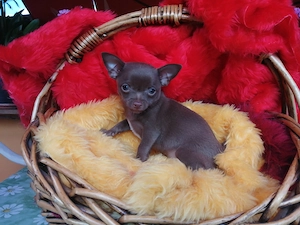 Süße Chihuahua-Welpen