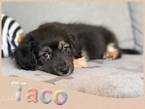 Mini Australian Shepherd x Malteser - Welpen (5 6 reserviert) suchen ein Zuhause