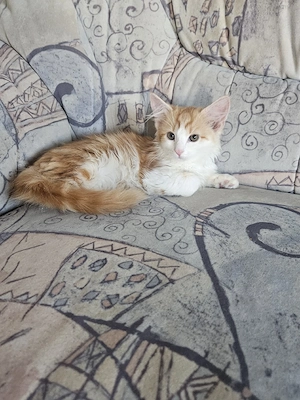 Kitten, Kätzchen, Langhaarkatze 