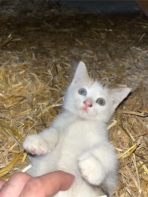 Kätzchen, Babykatze, Kitten