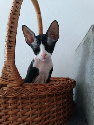 Kanadische Sphynx Weibliche.