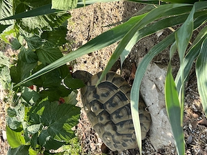 Griechische Landschildkröten - Nachzuchten - THB