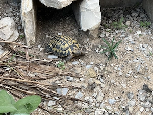 Griechische Landschildkröten - Nachzuchten - THB