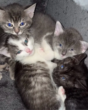 4 kleine kätzchen suchen ein liebesvolles zuhause  