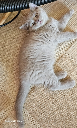 Exklusive BKH Kitten 