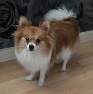 Pomeranian Zwergspitz