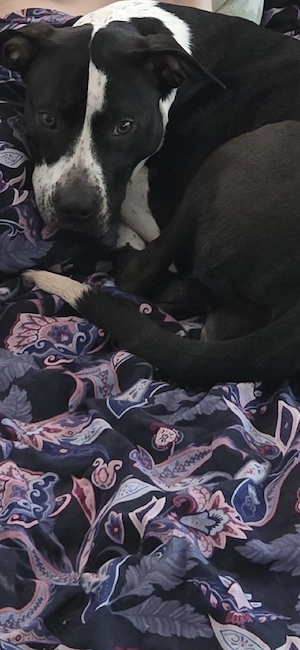 luna sucht ein zuhause mit viel auslauf