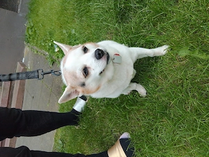 Lieber , älterer Hund  sucht ein Zuhause 