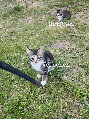 Kitten zu vergeben 