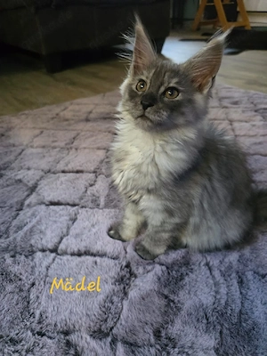 Maine Coon Kitten 