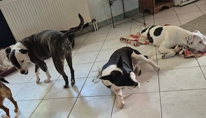 Inci (geb. ca. 07 2024, lebt in ungarischem Tierheim und sucht ein Zuhause Bild 7