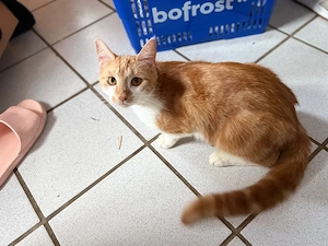 maine coon mix 