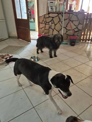 Inci (geb. ca. 07 2024, lebt in ungarischem Tierheim und sucht ein Zuhause Bild 8