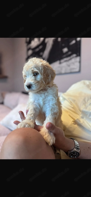 Labradoodle Welpen 