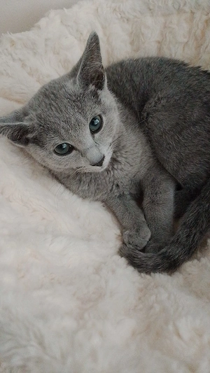 Lilo und Balu suchen liebevolles Zuhause 