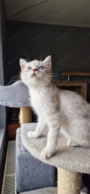 Bezauberndes Katzenbaby mit saphirblauen Augen sucht ein neues Zuhause!