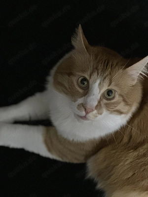 Liebevolles Zuhause für 3-jährigen Kater gesucht