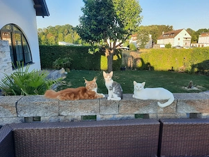 Türkisch Angora Mix Kater 12 Wochen