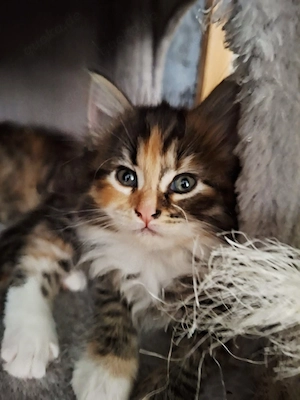 Reinrassige XL Maine Coon Kitten