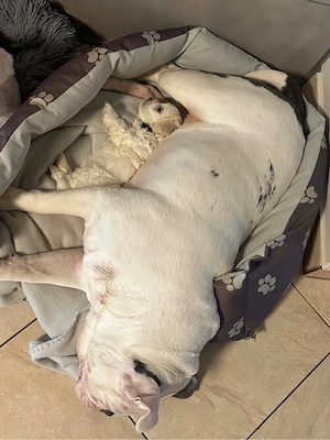 welpen suchen ein neues zuhause 