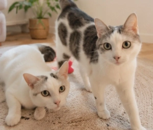 Sos Elana und Elena suchen sofort eun zuhause 