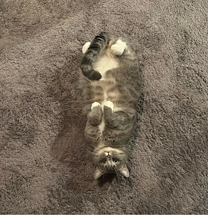 Deckkater 