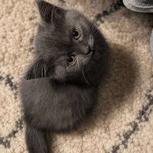 1 Reinrassige Britisch Kurzhaar Kitten sucht ein liebevolles Zuhause