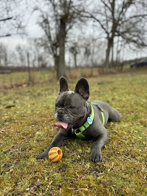 Französische Bulldogge 