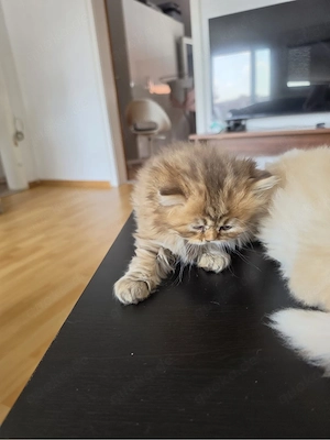 Katzenbaby