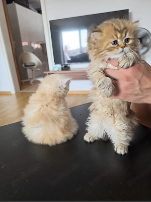 Katzenbaby