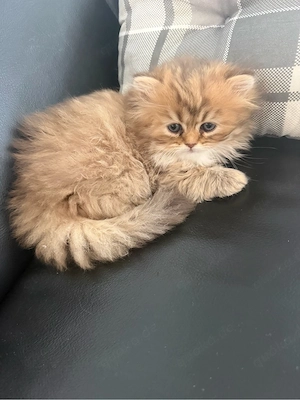 Katzenbaby