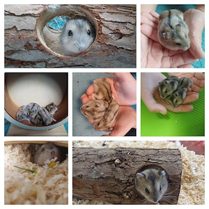 Zwerghamster-Babys 