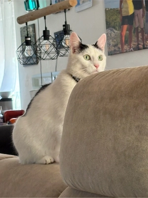 Katze 2,5 sucht liebevolles zu Hause