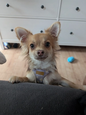 Liebevolles Zuhause für unseren Chihuahua-Junghund gesucht   