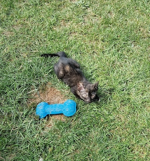 Junge Katze abzugeben 