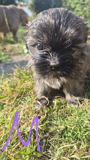Havanese shitzu welpen