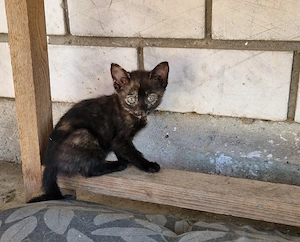 Junge Katze abzugeben 