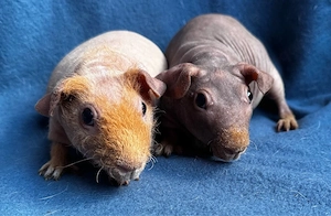 Skinny Pig Mädel Meerschweinchen 3 Monate