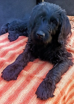 Labradoodle Welpen F1 schwarz weiblich mit Ahnentafel bereit für ihr neues Zuhause